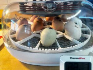 bird eggs in incubator